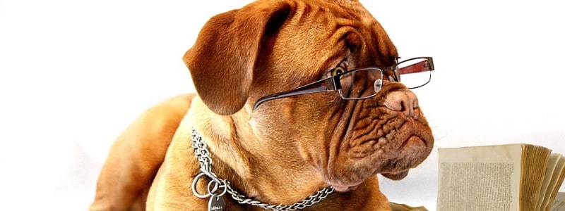Como abrir um pet shop em seis passos