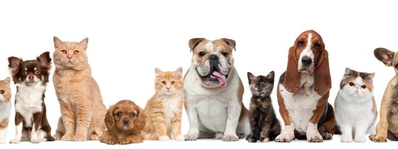 Como abrir um pet shop em seis passos